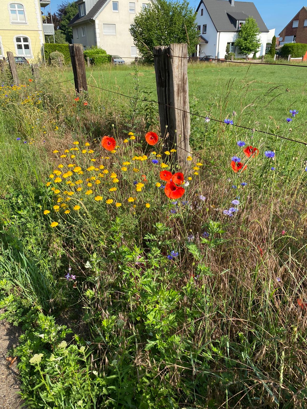 Blühstreifen mit Blumen